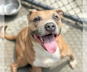 Mutt Dogs for adoption in Tulsa, OK, USA