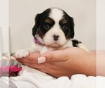 Small #4 Bernese Mountain Dog-Cavalier King Charles Spaniel Mix