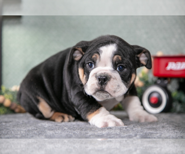 Medium Photo #1 Victorian Bulldog Puppy For Sale in MILLERSBURG, IN, USA