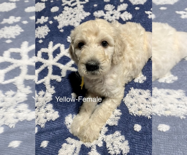 Medium Photo #1 Goldendoodle Puppy For Sale in MOORESVILLE, IN, USA