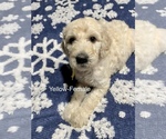 Small Photo #1 Goldendoodle Puppy For Sale in MOORESVILLE, IN, USA