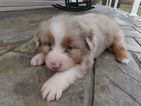 Small Photo #4 Australian Shepherd Puppy For Sale in ADAIRO, OH, USA