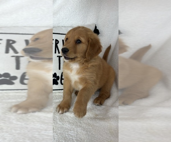 Medium Photo #2 Golden Retriever Puppy For Sale in GREENFIELD, IN, USA