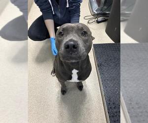 Mutt Dogs for adoption in Newton, NC, USA