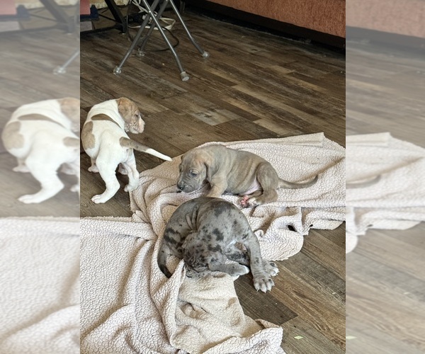 Medium Photo #13 Great Dane Puppy For Sale in PITTSBURG, CA, USA