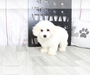 Cavachon Puppy for sale in MARIETTA, GA, USA