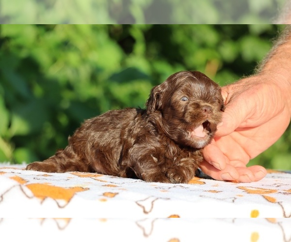 Medium Photo #14 ShihPoo Puppy For Sale in DYERSBURG, TN, USA