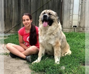 Mother of the Caucasian Shepherd Dog puppies born on 05/20/2021