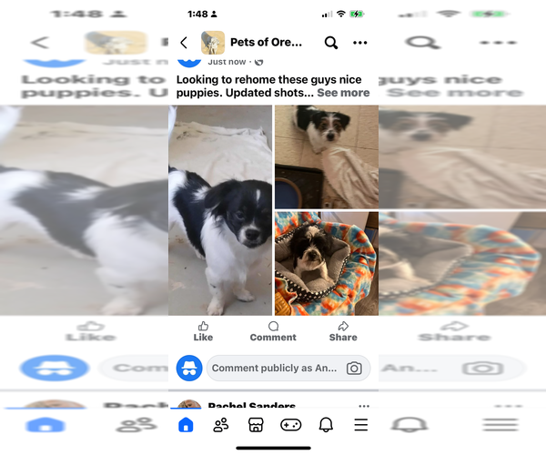 Medium Photo #3 Shorkie Tzu Puppy For Sale in LEBANON, OR, USA