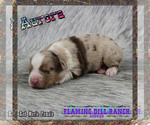 Small #2 Miniature Australian Shepherd