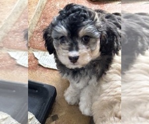 Aussiedoodle Miniature  Puppy for sale in SCOTTSDALE, AZ, USA
