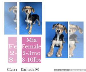 Cheagle Dogs for adoption in Virginia Beach, VA, USA