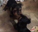 Small Photo #2 Yorkshire Terrier Puppy For Sale in BUNNELL, FL, USA