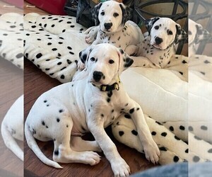 Dalmatian Puppy for sale in VINEMONT, AL, USA
