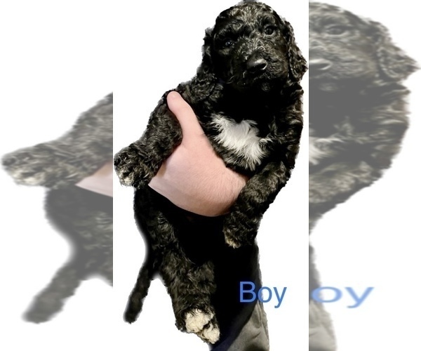 Medium Photo #7 Goldendoodle Puppy For Sale in FLORA, MS, USA