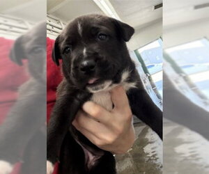Labrador Retriever-Unknown Mix Dogs for adoption in San Bernardino, CA, USA