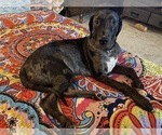 Small Photo #10 Catahoula Leopard Dog-Dalmatian Mix Puppy For Sale in THOUSAND OAKS, CA, USA