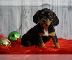 Beaglier Puppy for sale in FREDERICKSBG, OH, USA
