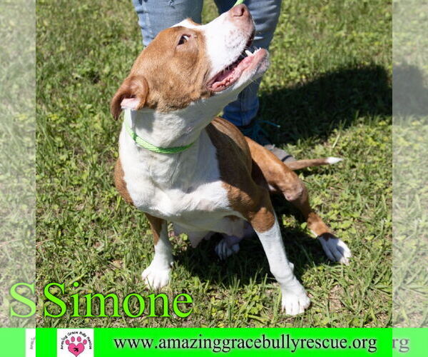 Medium Photo #10 American Staffordshire Terrier-Unknown Mix Puppy For Sale in Pensacola, FL, USA