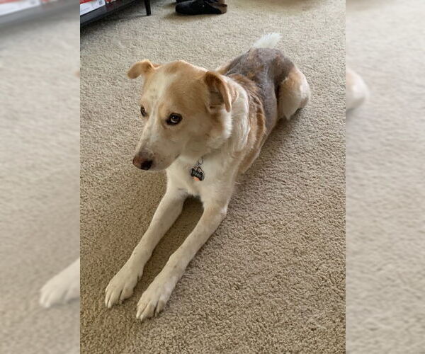 Medium Photo #4 Siberian Husky-Unknown Mix Puppy For Sale in Minneapolis, MN, USA