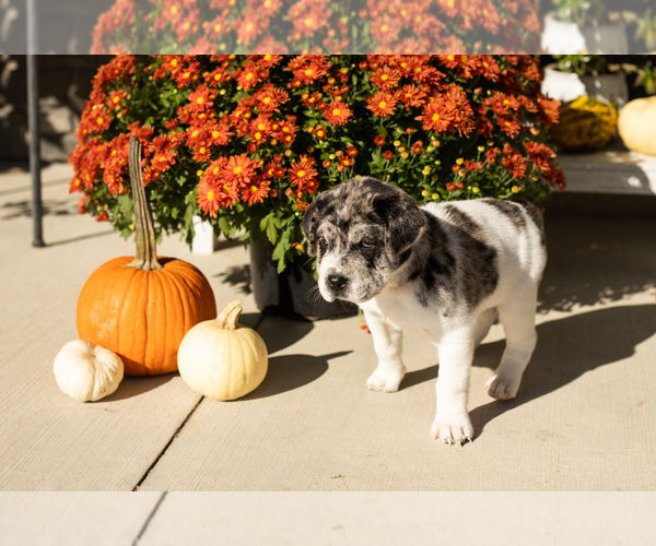 Medium Photo #3 Cocker-Pei Puppy For Sale in MILLERSBURG, IN, USA