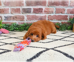 Small #2 Cavapoo (Miniature)