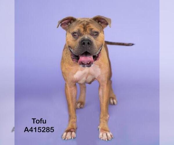 Medium Photo #1 American Bulldog-Unknown Mix Puppy For Sale in Conroe, TX, USA