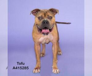 American Bulldog-Unknown Mix Dogs for adoption in Conroe, TX, USA