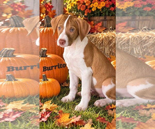 Medium Photo #1 American Pit Bull Terrier Puppy For Sale in Southbury, CT, USA