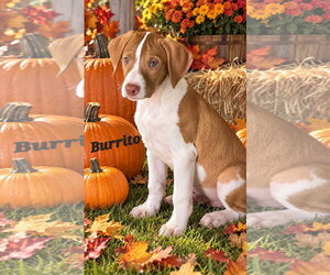American Pit Bull Terrier Dogs for adoption in Southbury, CT, USA