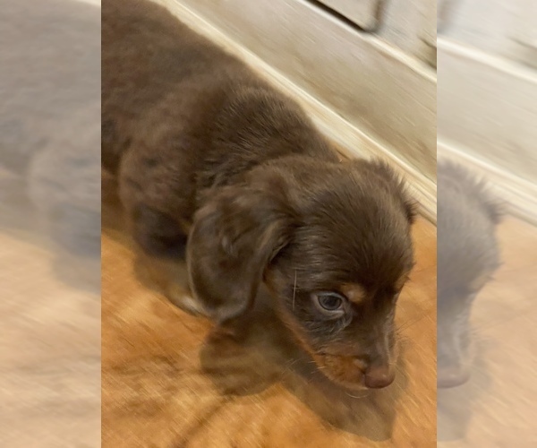 Medium Photo #7 Dachshund Puppy For Sale in CATAWBA, SC, USA