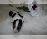 Puppy Fontina Wire Fox Terrier