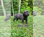 Puppy Otis Cane Corso