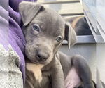 Small #3 American Pit Bull Terrier Mix
