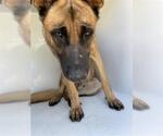 Small German Shepherd Dog Mix
