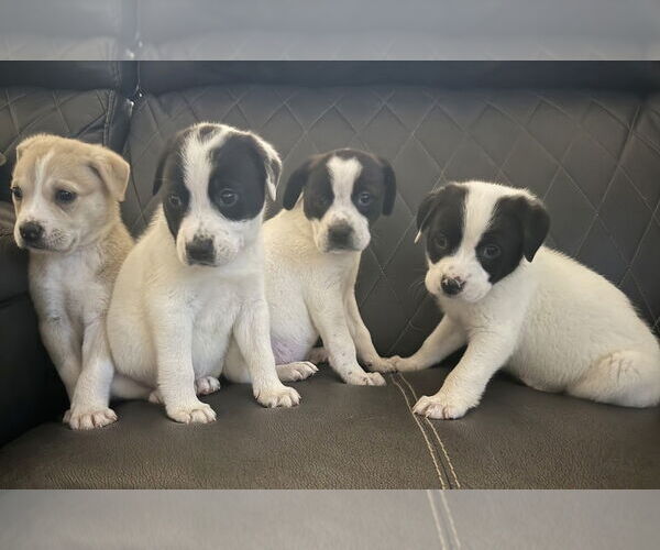 Medium Photo #3 Lab-Pointer Puppy For Sale in Brewster, NY, USA