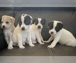 Small #2 Lab-Pointer