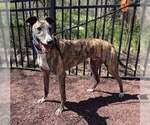 Small Greyhound