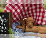 Small #9 Goldendoodle