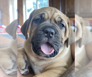 Dogue de Bordeaux Puppy for sale in NEW RICHMOND, IN, USA