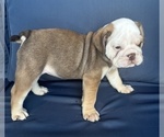 Small #12 English Bulldog