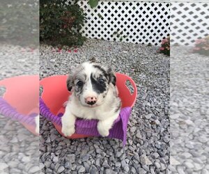 Border Collie Puppy for sale in CARLISLE, KY, USA