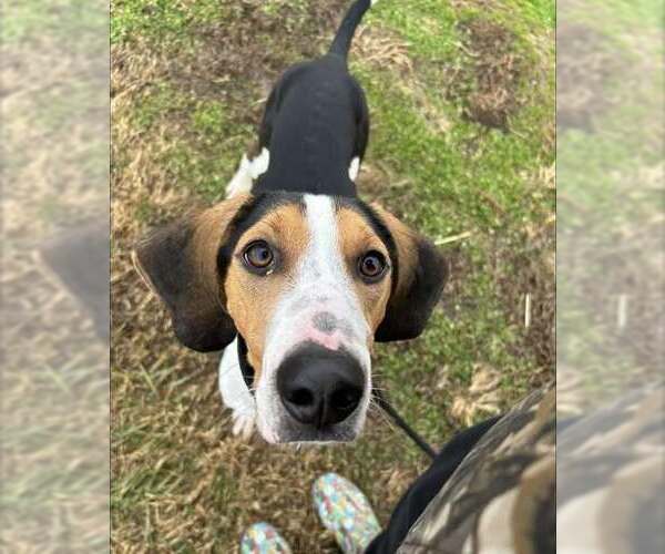 Medium Photo #4 Mutt Puppy For Sale in Evansville, IN, USA