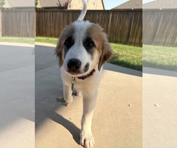 Medium Photo #5 Great Pyrenees-Unknown Mix Puppy For Sale in Dallas, TX, USA