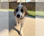 Small #4 Great Pyrenees Mix