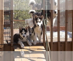Small Photo #5 Siberian Husky Puppy For Sale in WESTCLIFFE, CO, USA