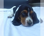 Small Photo #6 Basset Hound Puppy For Sale in NEW CANTON, VA, USA
