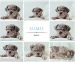 Small #2 French Bulldog