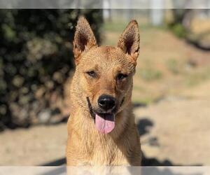 German Shepherd Dog-Unknown Mix Dogs for adoption in Martinez, CA, USA
