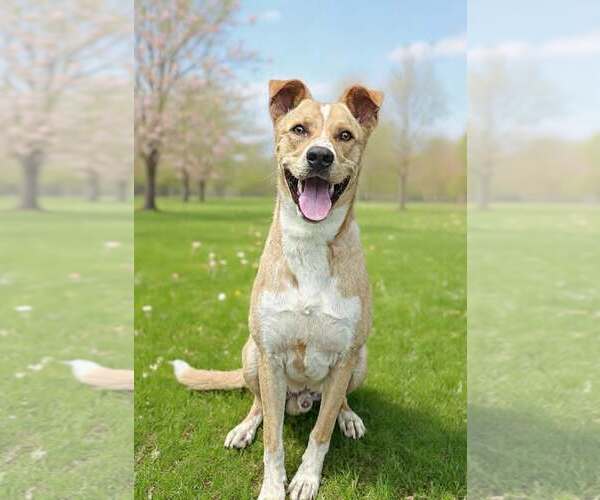Medium Photo #1 Border Collie-Carolina Dog Mix Puppy For Sale in Talladega, AL, USA